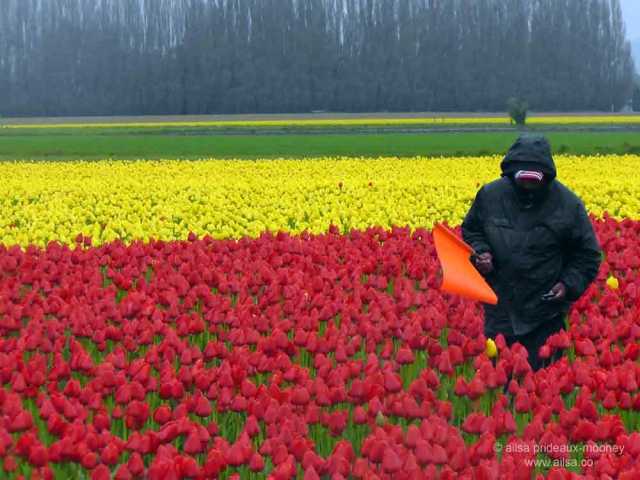 Skagit Valley Tulip Festival, washington, usa, travel, travelogue, travel photography, ailsa prideaux-mooney