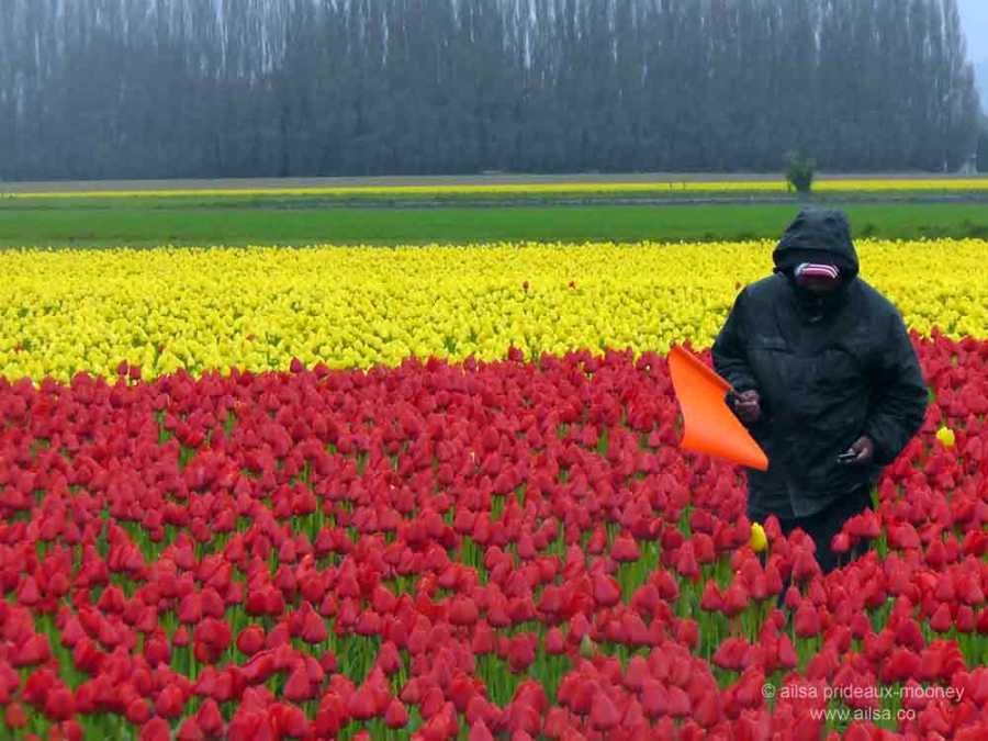 Skagit Valley Tulip Festival, washington, usa, travel, travelogue, travel photography, ailsa prideaux-mooney