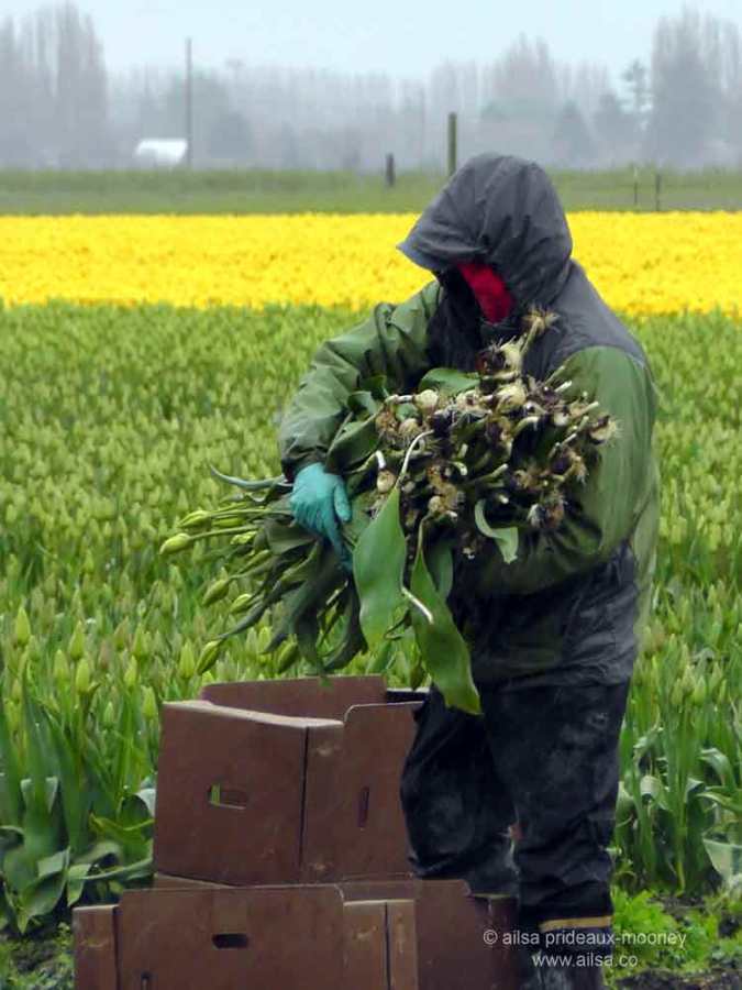 Skagit Valley Tulip Festival, washington, usa, travel, travelogue, travel photography, ailsa prideaux-mooney