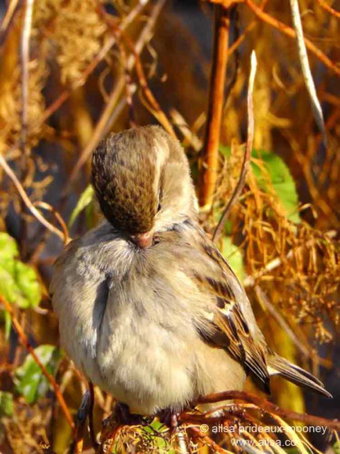 bird, grooming, battery park, new york, manhattan, travel, travelogue, nature photography, ailsa prideaux-mooney