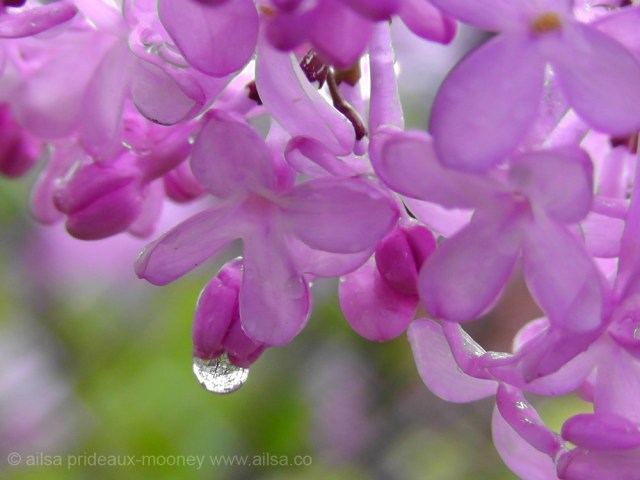 lilac, raindrop, travel, travelogue, nature photography, floral, ailsa prideaux-mooney
