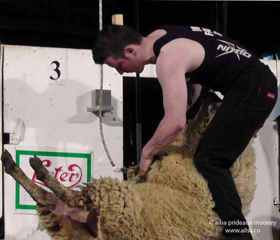sheep olympics, golden shears, gorey, wexford, ireland, travel, travelogue, ailsa prideaux-mooney, sheep shearing