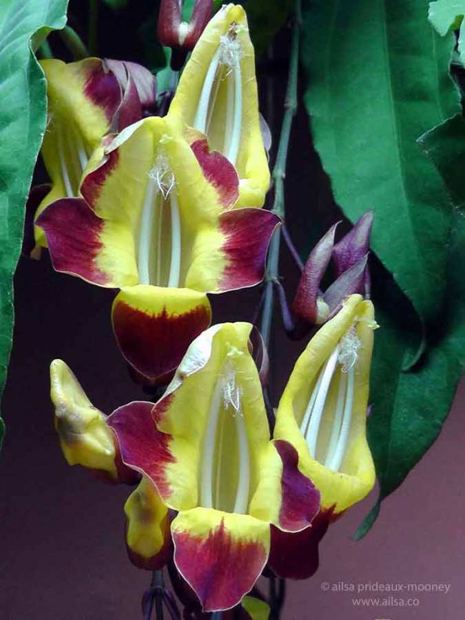 clock vine flower, Thunbergia mysorensis, clock vine, guatemala, antigua, travel, travelogue, ailsa prideaux-mooney