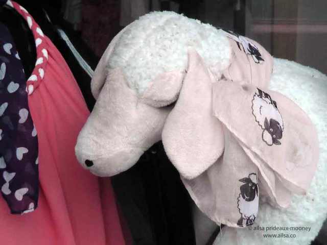 sheep olympics, golden shears, gorey, wexford, ireland, travel, travelogue, ailsa prideaux-mooney