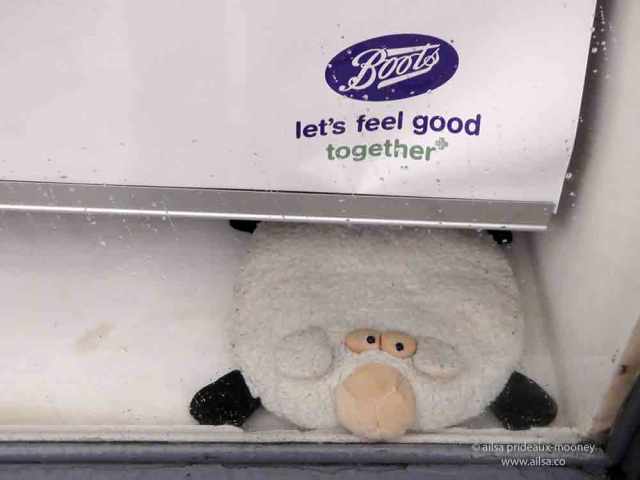 sheep olympics, golden shears, gorey, wexford, ireland, travel, travelogue, ailsa prideaux-mooney