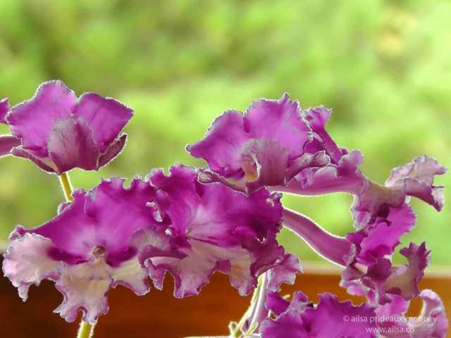 streptocarpus, pink, purple, frilly, frilled, travel, travelogue, ailsa prideaux-mooney