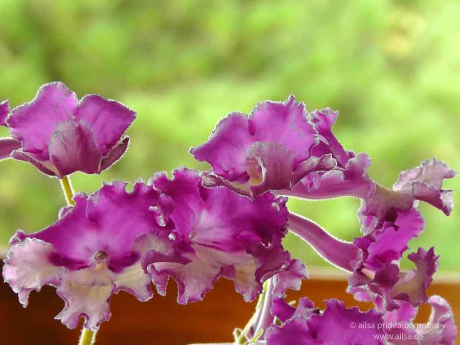 streptocarpus, pink, purple, frilly, frilled, travel, travelogue, ailsa prideaux-mooney