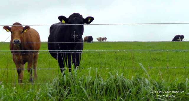 sheep olympics, golden shears, gorey, wexford, ireland, travel, travelogue, ailsa prideaux-mooney