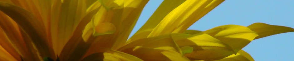 yellow daisy, flower, nature, travel, travelogue, ailsa prideaux-mooney