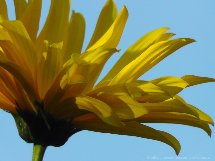 yellow daisy, flower, nature, travel, travelogue, ailsa prideaux-mooney