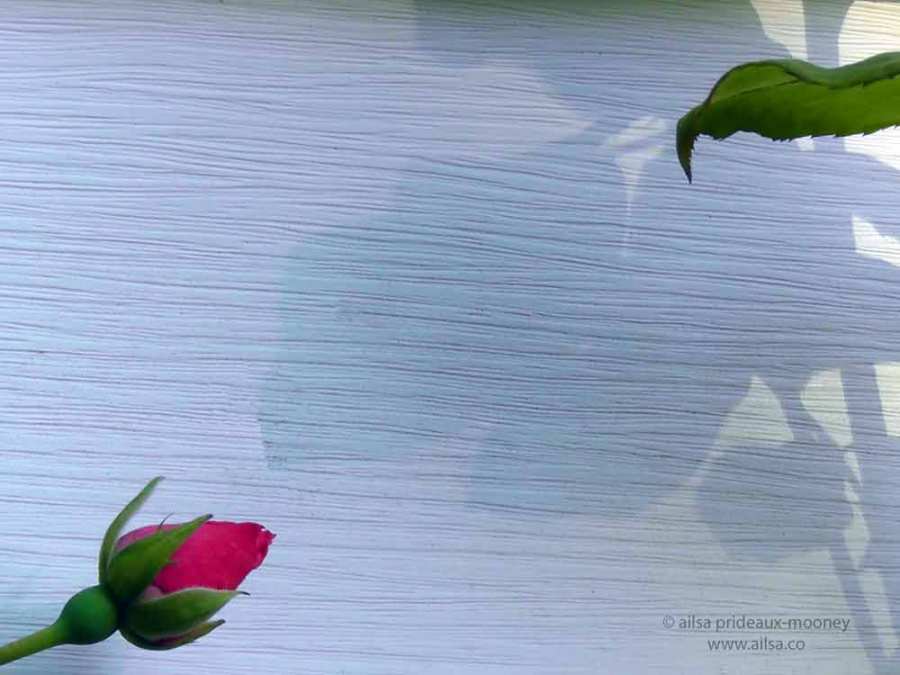 rose, pink rose, flower, floral, nature, travel, travelogue, ailsa prideaux-mooney