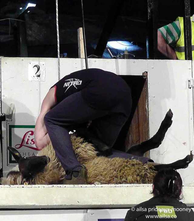 sheep olympics, golden shears, gorey, wexford, ireland, travel, travelogue, ailsa prideaux-mooney, sheep shearing