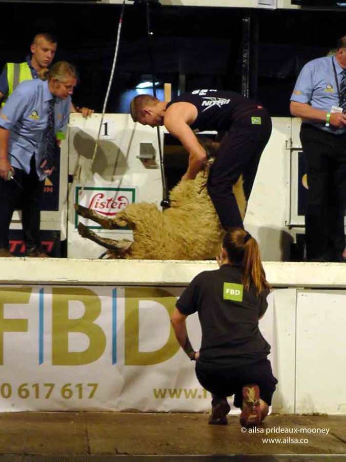 sheep olympics, golden shears, gorey, wexford, ireland, travel, travelogue, ailsa prideaux-mooney, sheep shearing
