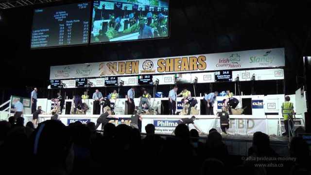 sheep olympics, golden shears, gorey, wexford, ireland, travel, travelogue, ailsa prideaux-mooney, sheep shearing