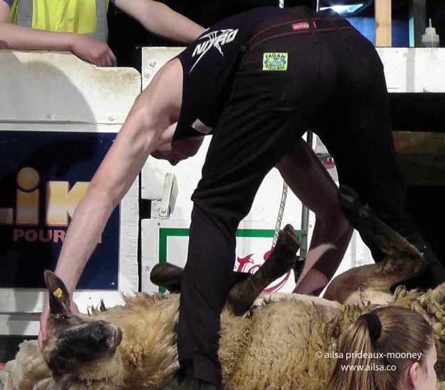sheep olympics, golden shears, gorey, wexford, ireland, travel, travelogue, ailsa prideaux-mooney, sheep shearing