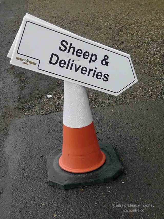 sheep olympics, golden shears, gorey, wexford, ireland, travel, travelogue, ailsa prideaux-mooney