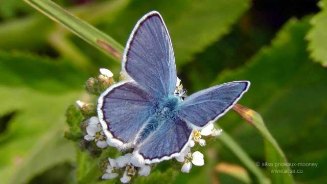 north cascades, mount sauk, north cascades loop, north cascades national park, washington, travel, travelogue, road trip, ailsa prideaux-mooney