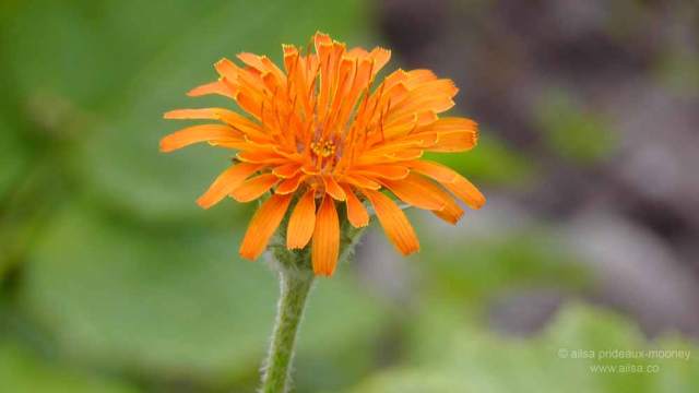 north cascades, mount sauk, north cascades loop, north cascades national park, washington, travel, travelogue, road trip, ailsa prideaux-mooney