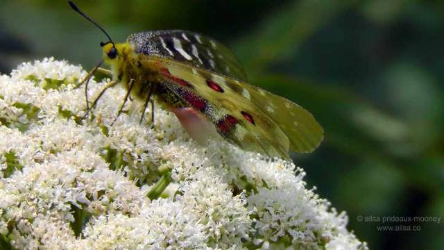 north cascades, mount sauk, north cascades loop, north cascades national park, washington, travel, travelogue, road trip, ailsa prideaux-mooney