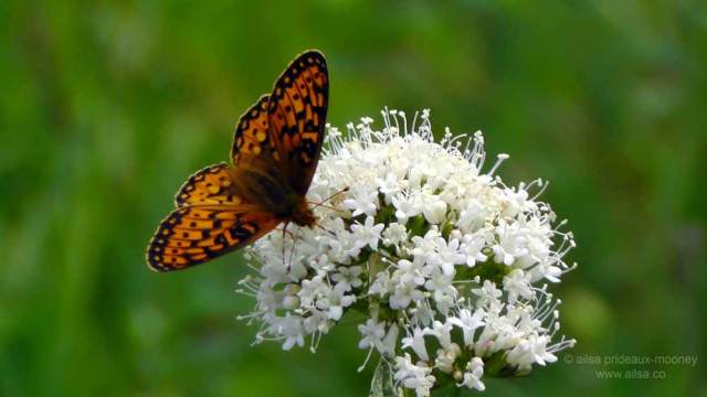north cascades, mount sauk, north cascades loop, north cascades national park, washington, travel, travelogue, road trip, ailsa prideaux-mooney