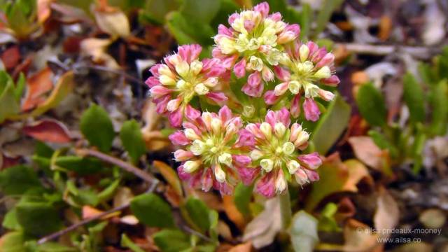 north cascades, mount sauk, north cascades loop, north cascades national park, washington, travel, travelogue, road trip, ailsa prideaux-mooney