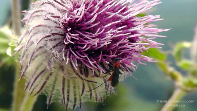 north cascades, mount sauk, north cascades loop, north cascades national park, washington, travel, travelogue, road trip, ailsa prideaux-mooney