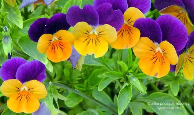 north cascades, mount sauk, north cascades loop, north cascades national park, washington, travel, travelogue, road trip, ailsa prideaux-mooney, cascadian farm