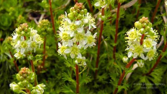 north cascades, mount sauk, north cascades loop, north cascades national park, washington, travel, travelogue, road trip, ailsa prideaux-mooney