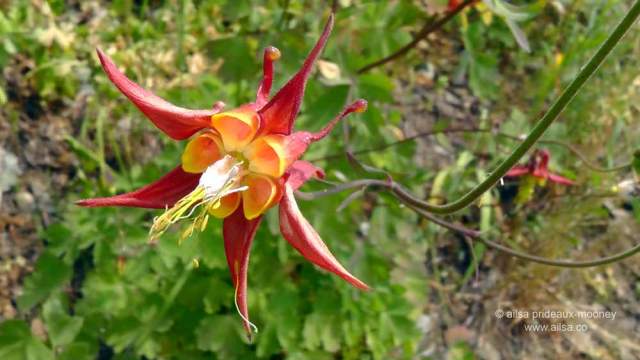 north cascades, mount sauk, north cascades loop, north cascades national park, washington, travel, travelogue, road trip, ailsa prideaux-mooney