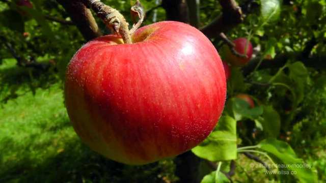 methow valley, agriculture, fertile valley, north cascades loop, leavenworth, washington, Stevens Pass, travel, travelogue, Ailsa Prideaux-Mooney, orchards