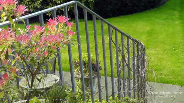 birthplace of guinness, original guinness hops, arthur guinness, richard guinness, cashel palace hotel, travel, travelogue, ailsa prideaux-mooney