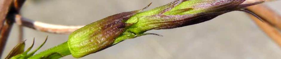 birthplace of guinness, original guinness hops, arthur guinness, richard guinness, cashel palace hotel, travel, travelogue, ailsa prideaux-mooney