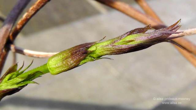 birthplace of guinness, original guinness hops, arthur guinness, richard guinness, cashel palace hotel, travel, travelogue, ailsa prideaux-mooney