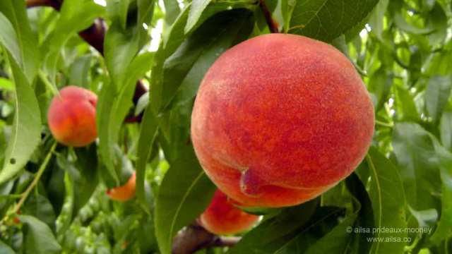 methow valley, agriculture, fertile valley, north cascades loop, leavenworth, washington, Stevens Pass, travel, travelogue, Ailsa Prideaux-Mooney, orchards, peach