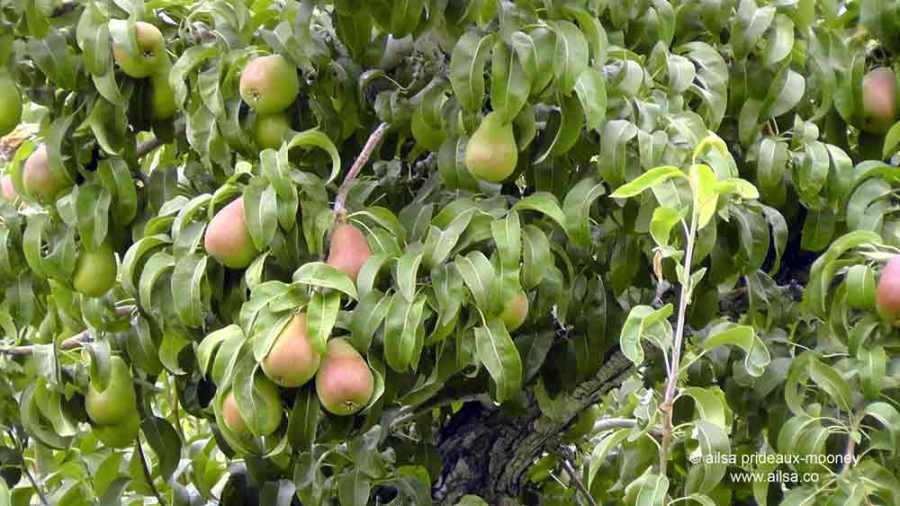 methow valley, agriculture, fertile valley, north cascades loop, leavenworth, washington, Stevens Pass, travel, travelogue, Ailsa Prideaux-Mooney, orchards, pear