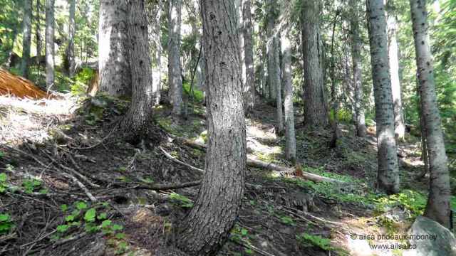 washington pass, liberty bell, north cascades loop, highway 20, washington, travel, travelogue, ailsa prideaux-mooney, rainy lake, snow creep
