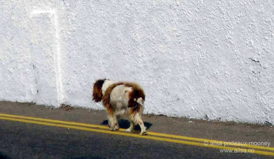kilmore quay, wexford, ireland, fishing village, thatched cottages, saltee islands, travel, travelogue, ailsa prideaux-mooney
