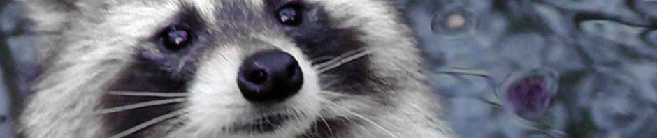 raccoon, central park, new york, manhattan. wildlife. travel, travelogue, ailsa prideaux-mooney