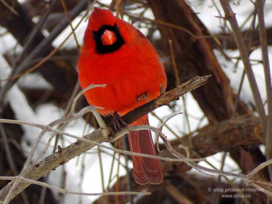 red cardinal, new york, central park, manhattan, travel, travelogue, ailsa prideaux-mooney