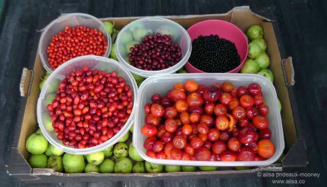 foraging, wild food, wild fruit, berries, ireland, hedgerow, autumn, travel, travelogue, ailsa prideaux-mooney