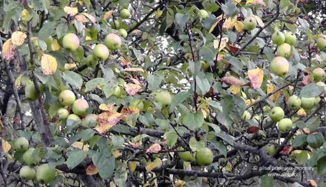 foraging, wild food, wild fruit, berries, ireland, hedgerow, autumn, travel, travelogue, ailsa prideaux-mooney, crabapples