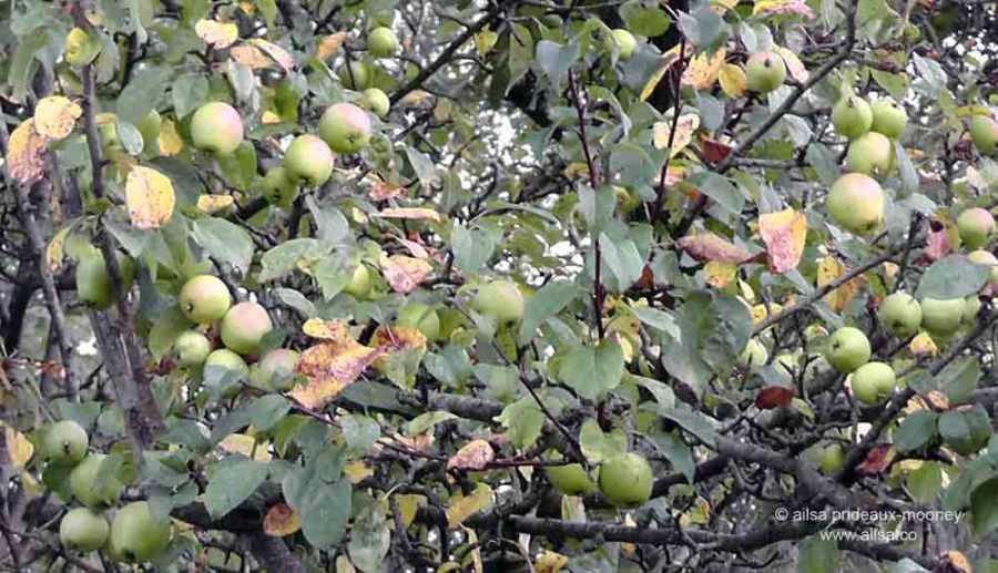 foraging, wild food, wild fruit, berries, ireland, hedgerow, autumn, travel, travelogue, ailsa prideaux-mooney, crabapples
