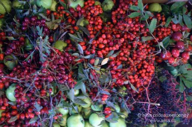 foraging, wild food, wild fruit, berries, ireland, hedgerow, autumn, travel, travelogue, ailsa prideaux-mooney