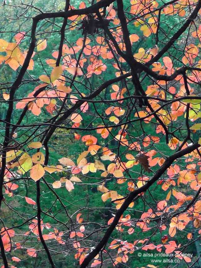 high rock park, staten island, new york, travel, travelogue, ailsa prideaux-mooney
