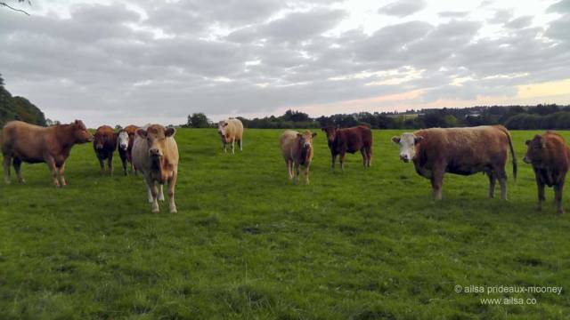 foraging, wild food, wild fruit, berries, ireland, hedgerow, autumn, travel, travelogue, ailsa prideaux-mooney