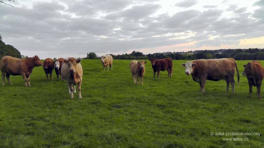 foraging, wild food, wild fruit, berries, ireland, hedgerow, autumn, travel, travelogue, ailsa prideaux-mooney