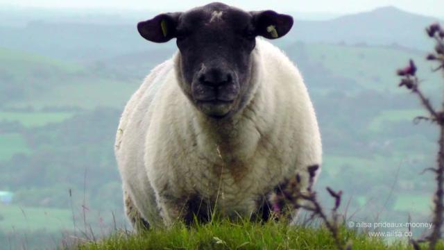 loughcrew, cairn, burial chamber, passage tomb, megalithic, neolithic, county meath, Sliabh na Caillí, travel, Ireland, travelogue, Ailsa Prideaux-Mooney