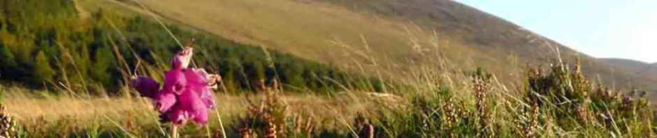 mount leinster, carlow, ireland, nine stones viewing point, travel, travelogue, ireland, heather