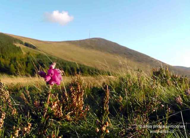 mount leinster, carlow, ireland, nine stones viewing point, travel, travelogue, ireland, heather