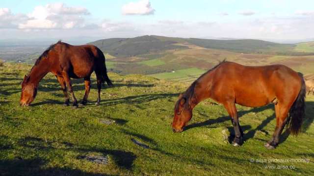 mount leinster, carlow, ireland, nine stones viewing point, travel, travelogue, ireland, wild horses